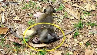 Very cute baby monkey Timo play full&fun with Donny,Timo very lovely the most Active