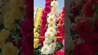 Double hollyhock flowers Sannong flowers and green plants