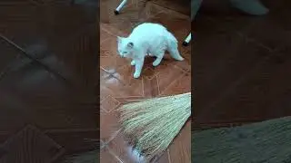 Котикс