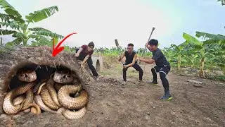 Brave Hunter Rescues Girl Attacked by 100 Ferocious Dragon Snakes