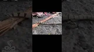 Змея Кукри (The Kukri Snake)