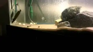 My 3 bearded rockling tank.
