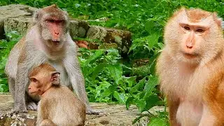 Daily of famous monkey Jane with family, many monkey would like Jane