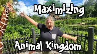 Maximizing your Animal Kingdom day