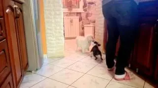 Art&uacute;r &eacute;s Szuzy