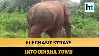 Watch: Wild elephant roams the streets in Odisha&rsquo;s Baripada town