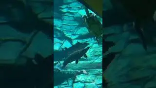 Native Species Aquarium @bassproshops #Cabela #fish #aquarium