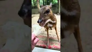 Feeding the World&rsquo;s Cutest Tiny Dee #feedinganimals #wildlife #animalsofinstagram