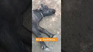 #mashallah #cow #dairyfarm #animal #waterbuffalo #dairyproducts #buffalo #holycow #farm #elephant