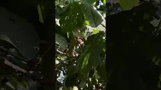 Mitragyna parvifolia fruits
