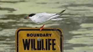 Forster's Tern hangs on shows it's webbed feet by WillCFish Tips and Tricks. by WillCFish Tips.