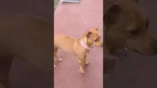 My dog Riley