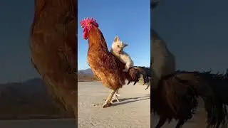 #funnyvideos #funny #dog #animal#cute #zoo #nature