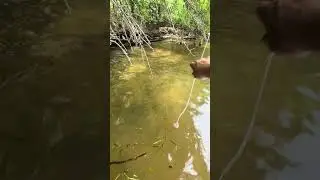 Limb lines - Catfish - Deer heart #catfishing #outdoors #alabama