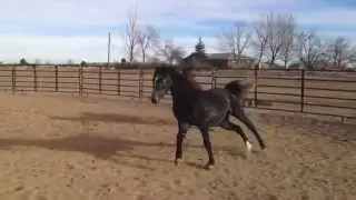 Catch & Kyle - Polish Arabians