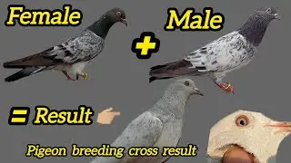 Pigeon breeding cross result || 2 Achi Nasal k Cross se third Nasal ready || G.M Haider Shah 