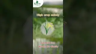 Propanil - Specific rice herbicide, weed death, rice safety  #farming #btob