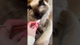 MY CAT ATE SNOW!? 😱❄️