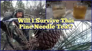Will I Survive This Pine Needle Tea? Ponderosa Pine Description, ID, Uses, and Thoughts on Toxicity