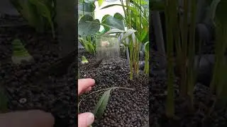 Aquaponic ram pump, trump pump and pulserpomp.