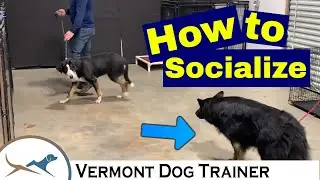 Understanding Dog Body Language of a Shy German Shepherd