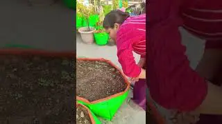 Winter vegetables #garden #terracegardan#plants #gardenflowers #ytshorts #diy #viralvideo