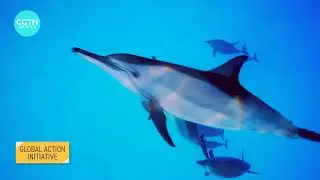 What is plant-based seafood?