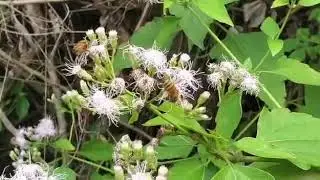 Biz Biz Busy Bee | Happy Bees