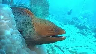 Giant Muray Eels Thailand  October 2009