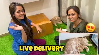 OMG! 😨 Live Pregnancy Delivery 🙈 Bindass Kavya Vlogs