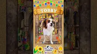 🎉 Dia de Festa na Cat Dog Pimp&atilde;o - PetShop Banho e Tosa Barueri