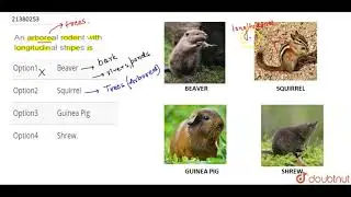An arboreal rodent with longitudinal stripes is