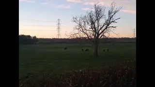 Hiking Hysteria Vlog - To the Whitegate Equestrian Center, Reg. BXPHHEPH