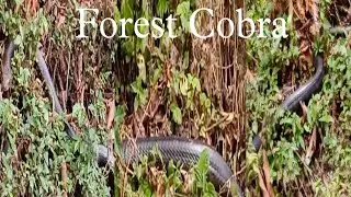 14 Feet Long Forest  Cobra 🐍 #wildlife#adventurewith Bishok