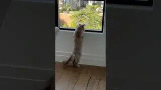 Tiffany LOVES our window bird feeder.🤣