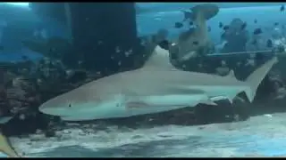 Adapting feeding methods for Reef HQ's Nervous Whalers