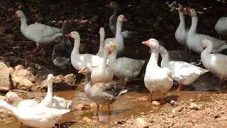 GANSO COMUM Bando no Riacho (ANSER), GANSO BRANCO, GANSO CAIPIRA, ANIMAIS DOMESTICADOS, GEESE