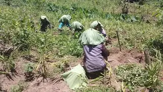 Cleaning Weeds in Ginger Field + Big Leaf Sun Shield 😅🌿 Village Hacks You&rsquo;ll Love!&rdquo;