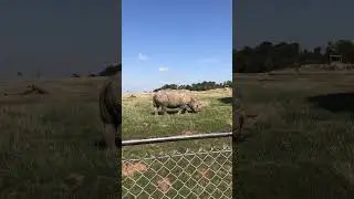 Uncle Matty&rsquo;s Adventures - DSL Whipsnade Zoo - Rhino - Sept 2018