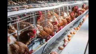 How to turn chicken manure from chicken farm into organic fertilizer?