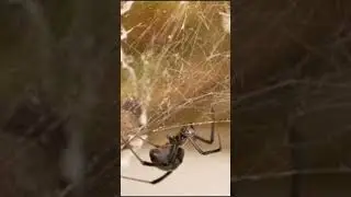 The large web of black widows consists of a loosely organized mesh (cobweb). #spider