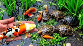 Catching ornamental fish, gold fish, turtles, climbing perch, comet fish, colorful fish, catfish