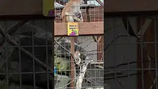 Cutest Patas Monkey Babies @animaladventure Park.