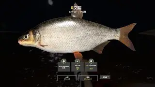 Russian Fishing 4｜Ladoga archipelago－Trophy Vimba｜拉多加湖群島－文鯿(2.299kg)