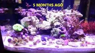 29 Gallon Biocube 30 Gallon Cube (RARE SPS/RARE Zoas/Trents tanks/Contest)#11