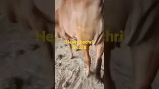 Heavy bachri 628 cattel