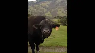 Huge bull about to charge my car!!