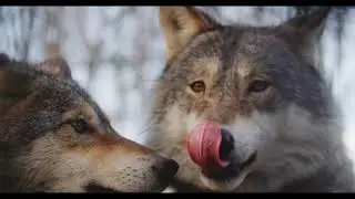 [4K] Wolf Stock Footage - Howling, Forest - Stock Free Footage - Free 4k Videos - Epic Cinematic