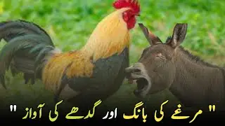 Islamic Beautiful Information WhatsApp Status Hadith Of Prophet WhatsApp status