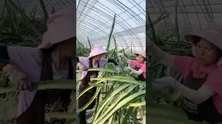 How to twist Dragon Fruit Branches #farming @HappyFarm85